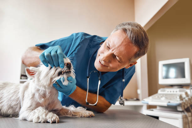 Best Emergency Wisdom Teeth Removal in Mcmillin, WA